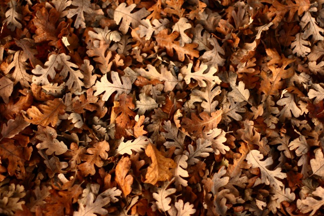 dried Leaves