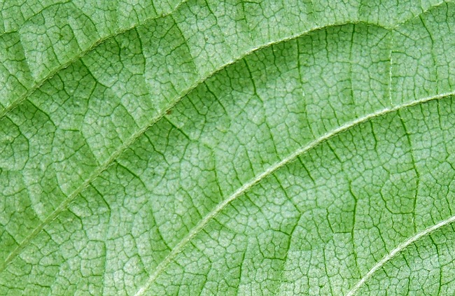 leaf Texture 2